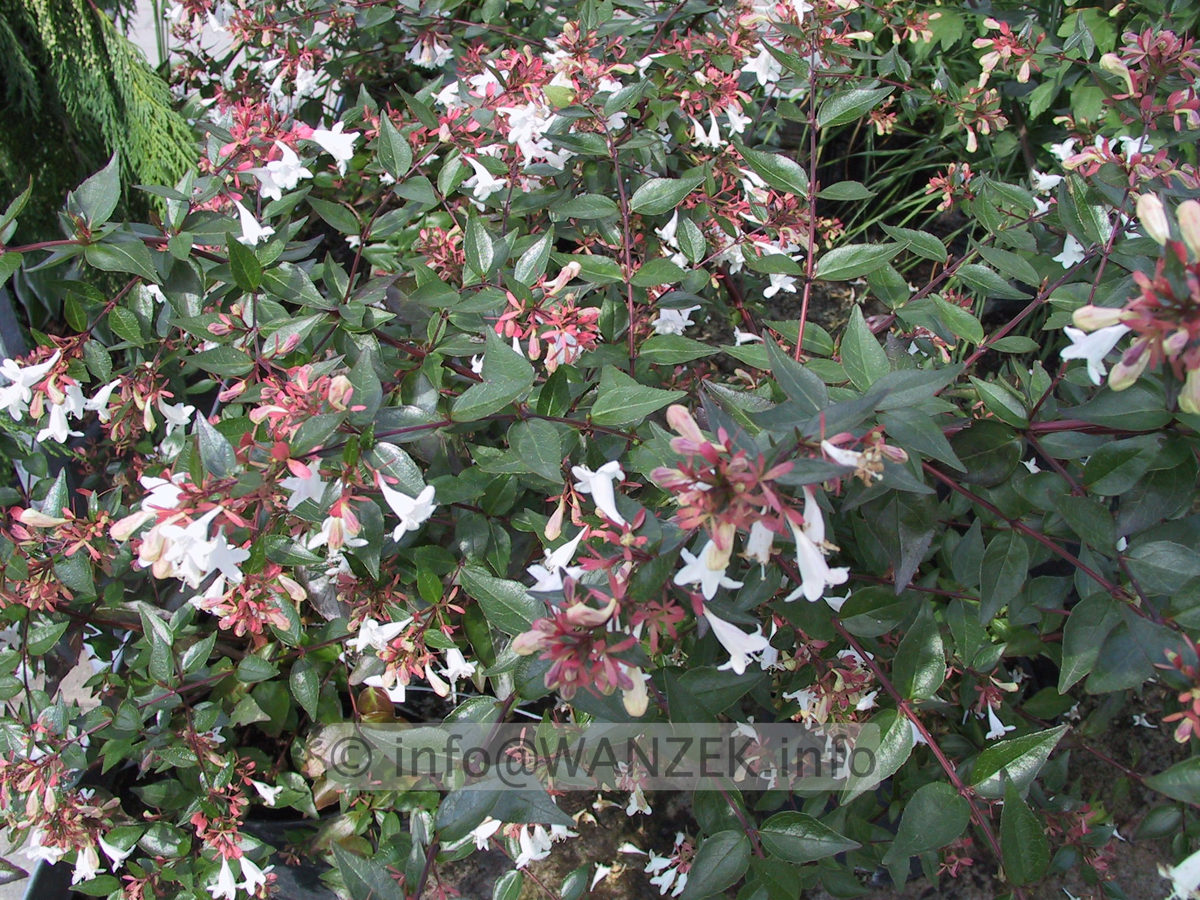 Abelia grandiflora (Blueten).jpg
